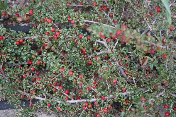Cotoneaster Dammeri Bearberry Cotoneaster Species Flowering Plant Genus Cotoneaster Belonging — Stock Photo, Image