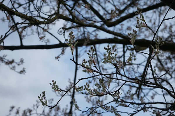 Blühender Baum Amelanchier Lamarckii Frühling Berlin Deutschland — Stockfoto