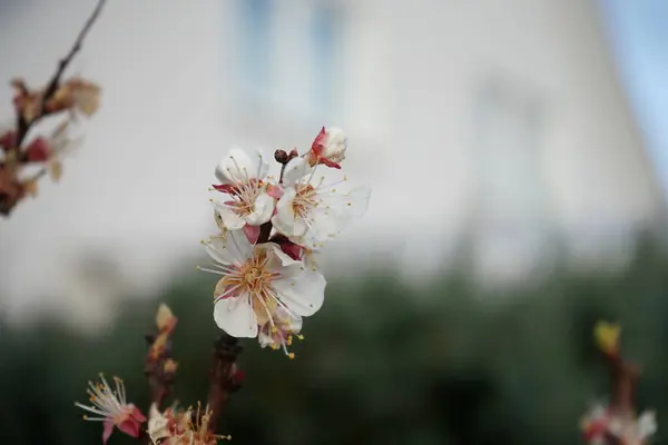 Flowering Branches Columnar Apricot Sweety Tree Garden April Berlin Germany — Stock Photo, Image