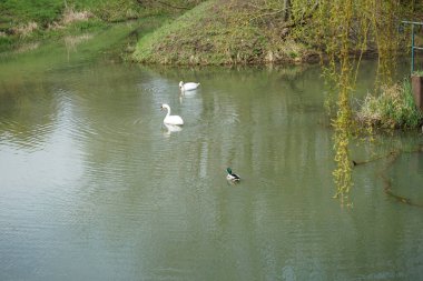 Baharda Wuhle nehrinin suyunda iki beyaz kuğu ve bir yaban ördeği. Berlin, Almanya  