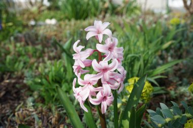 Nisanda bahçede pembe sümbül. Berlin, Almanya 