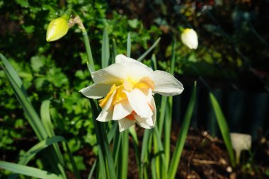 Nisanda bahçede çifte nergis 