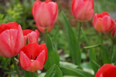Nisan ayında bahçede kırmızı lalelerin çiçek açması. Berlin, Almanya   