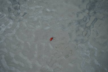 Zambak böcekleri ve diğer soğanlı bitkiler, Criocerinae familyasından Chrysomelidae familyasına ait bir böcek türü. Berlin, Almanya