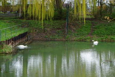 Baharda Wuhle nehrinin suyunda iki beyaz kuğu. Berlin, Almanya  