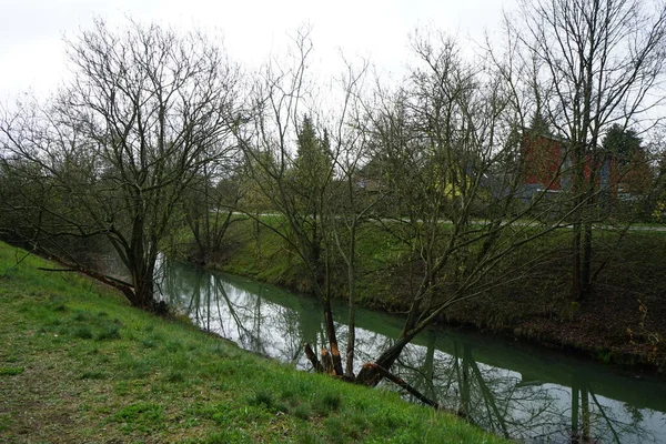 Tree Branches Nibbled Beaver Wuhle River Spring Berlin Germany — Stock fotografie