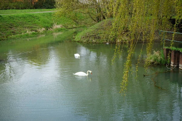 Two White Swans Mallard Duck Water Wuhle River Spring Berlin — Foto de Stock
