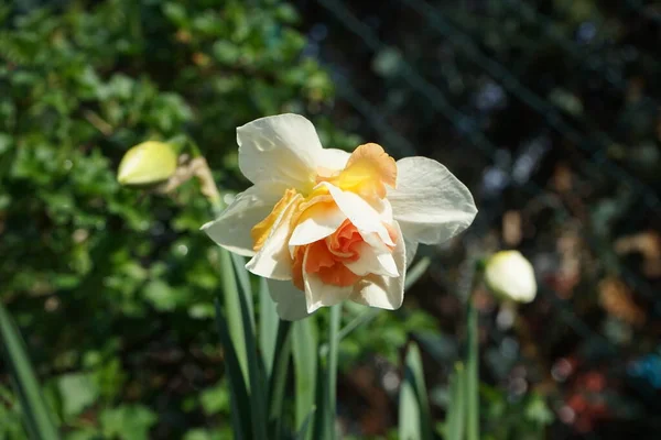 Double Daffodil Delnashaugh Garden April Berlin Germany — Stock Photo, Image