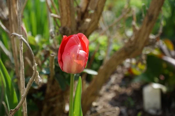 Der Beginn Der Blüte Der Roten Tulpen Garten April Berlin — Stockfoto