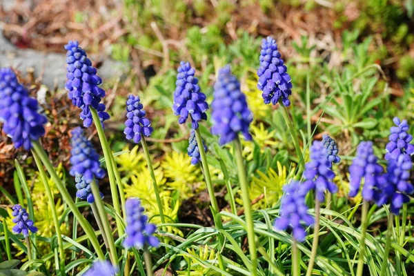 Muscari Armeniacum Στον Κήπο Τον Απρίλιο Βερολίνο Γερμανία — Φωτογραφία Αρχείου