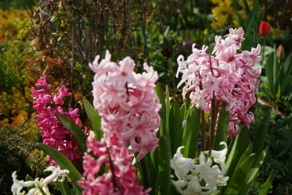 Multi-colored hyacinths in the garden in April. Berlin, Germany