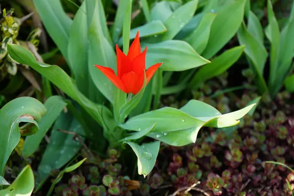 Lilienblütige Tulpe Rot Garten Berlin Deutschland — Stockfoto