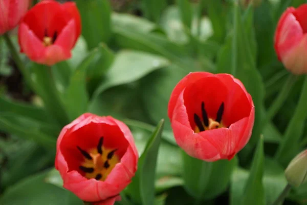 Начало Цветения Красных Тюльпанов Саду Апреле Берлин Германия — стоковое фото