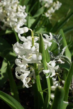 Nisan 'da bahçede beyaz sümbüller. Berlin, Almanya 