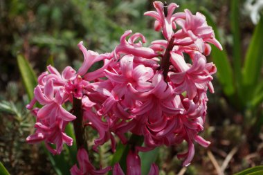 Nisanda bahçede pembe sümbüller. Berlin, Almanya