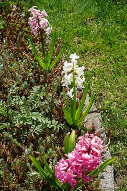 Nisan ayında bahçede çok renkli sümbüller vardı. Berlin, Almanya 