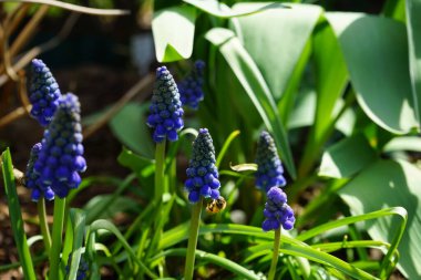 Nisan ayında bahçedeki Muscari Ermeniacum. Berlin, Almanya   