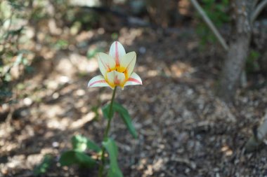 Nisan ayında bahçede yanan bir lale. Berlin, Almanya 