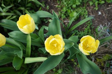 Nisan 'da bahçede sarı laleler. Berlin, Almanya 