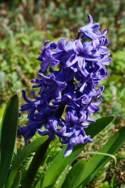 Blaue Hyazinthe April Garten Berlin Deutschland — Stockfoto