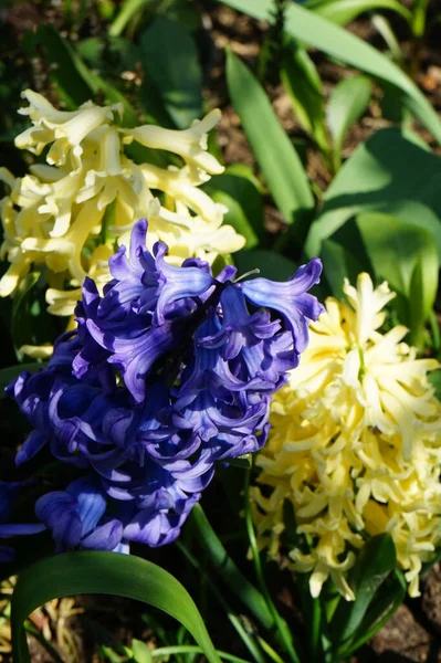 Multi-colored hyacinths in the garden in April. Berlin, Germany