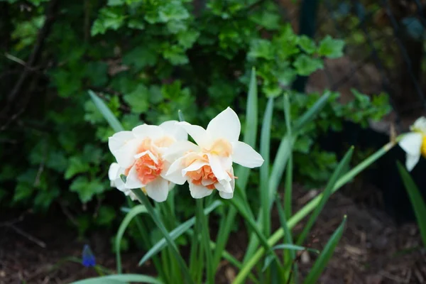 Double Daffodil Delnashaugh Garden April Berlin Germany — Stock Photo, Image