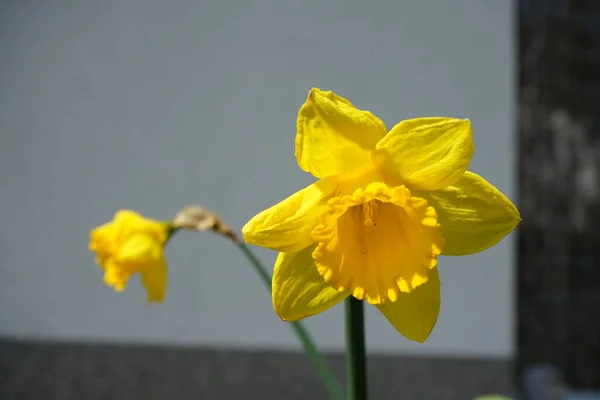 Påsklilja Narcissus Holländsk Mästare Trädgården April Berlin Tyskland — Stockfoto