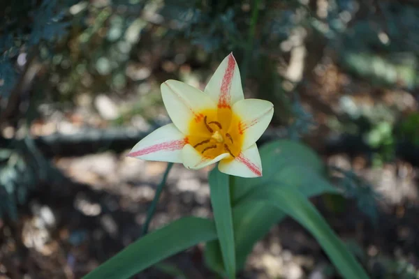 Uma Tulipa Flamejante Jardim Abril Berlim Alemanha — Fotografia de Stock