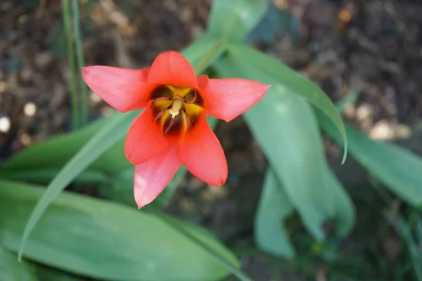 Lilienbltige Tulpe Rouge Dans Jardin Berlin Allemagne — Photo