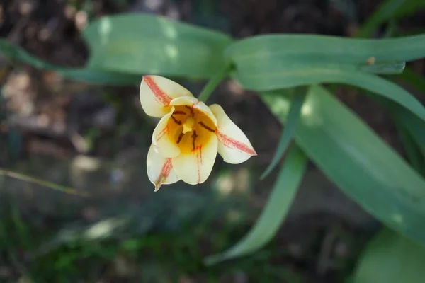 Uma Tulipa Flamejante Jardim Abril Berlim Alemanha — Fotografia de Stock