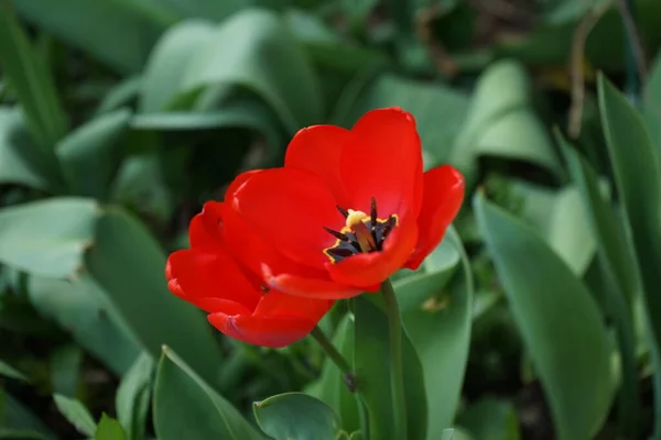 Κόκκινες Τουλίπες Στον Κήπο Τον Απρίλιο Βερολίνο Γερμανία — Φωτογραφία Αρχείου