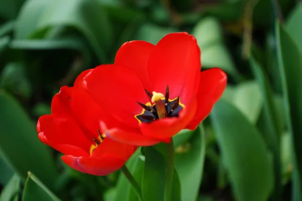 Rote Tulpen April Garten Berlin Deutschland — Stockfoto