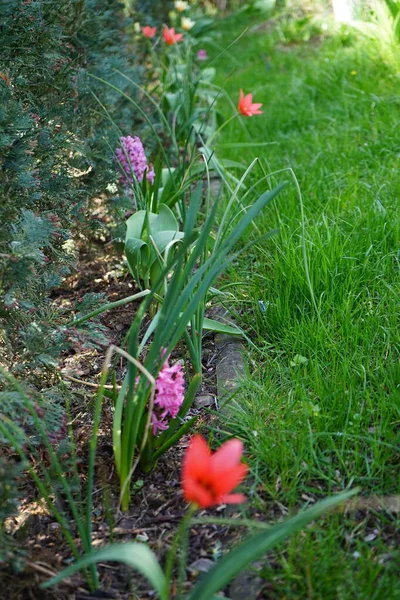 Flores Primavera Tulipas Jacintos Jardim Abril Berlim Alemanha — Fotografia de Stock
