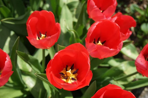 Красные Тюльпаны Саду Апреле Берлин Германия — стоковое фото