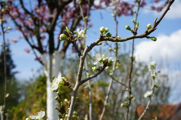 Blooming Branch Mini Yellow Plum Garden April Berlin Germany — Stock Photo, Image