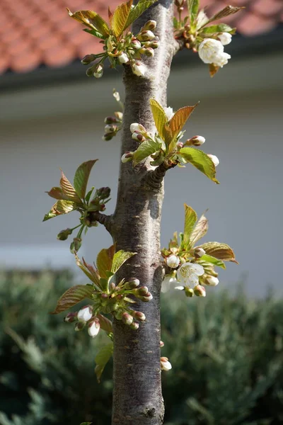 Säulenkirsche Blüht April Garten Berlin Deutschland — Stockfoto