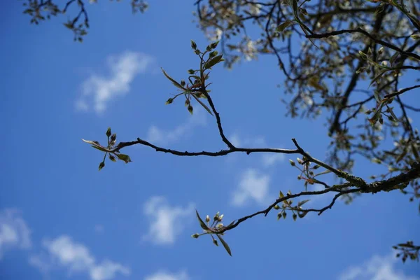 Virágzó Amelanchier Lamarckii Tavasszal Berlin Németország — Stock Fotó