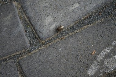 Kahverengi kokulu böcek (