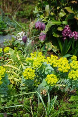 Nisan ayında bahçede Euphorbia myrsinitis çiçek açar. Berlin, Almanya  