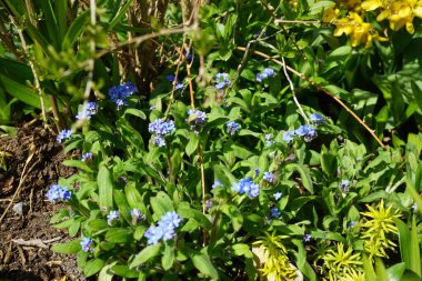 Myosotis, Boraginaceae familyasından bir bitki cinsidir. Berlin, Almanya 