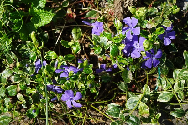 Vinca Minor Gorszy Periwinkle Lub Karzeł Periwinkle Jest Gatunkiem Rośliny — Zdjęcie stockowe