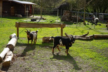 Çiftlikteki keçi ve koyunlar doğada ve macera parkında. Berlin, Almanya  