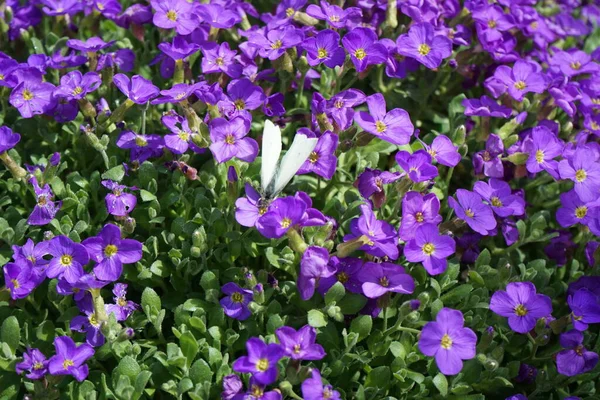 European Cabbage Butterfly Violet Flowers Aubrieta Cultorum Kitte Garden April — Stock Photo, Image