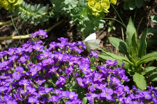 Borboleta Repolho Europeu Flores Violetas Aubrieta Cultorum Kitte Jardim Abril — Fotografia de Stock