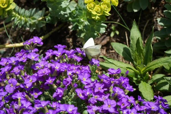 欧洲的卷心菜蝴蝶在紫罗兰的花朵上在花园里跳着 德国柏林 — 图库照片