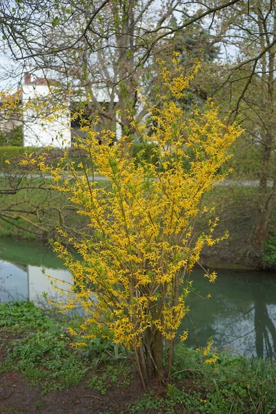 Gyönyörű Virágzó Forsythia Áprilisban Marzahn Hellersdorf Berlin Németország — Stock Fotó