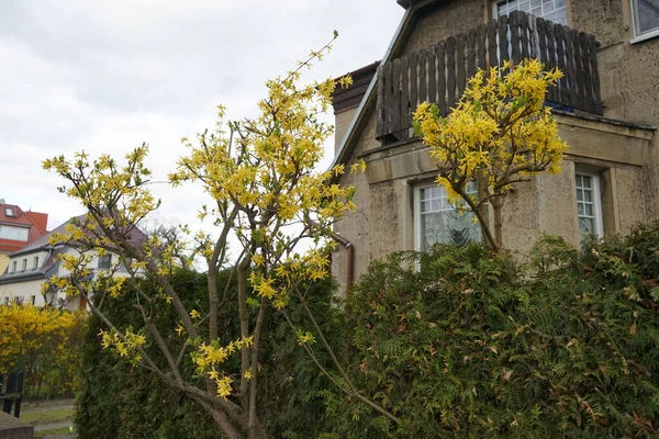 4月に美しい花序を咲かせます ドイツ ベルリンのマルザーン ヘルサードルフ — ストック写真