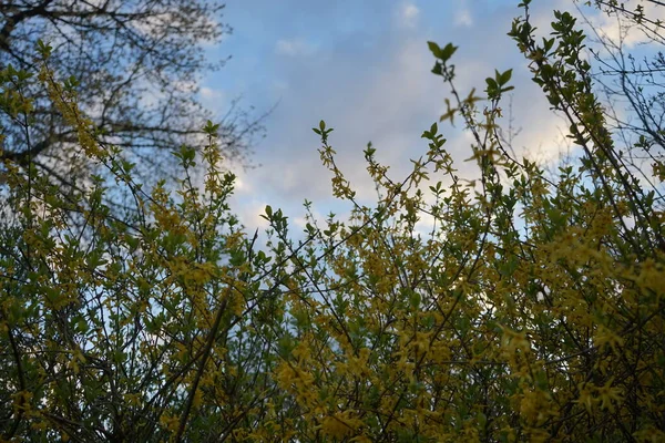 Linda Florescendo Forsythia Abril Marzahn Hellersdorf Berlim Alemanha — Fotografia de Stock