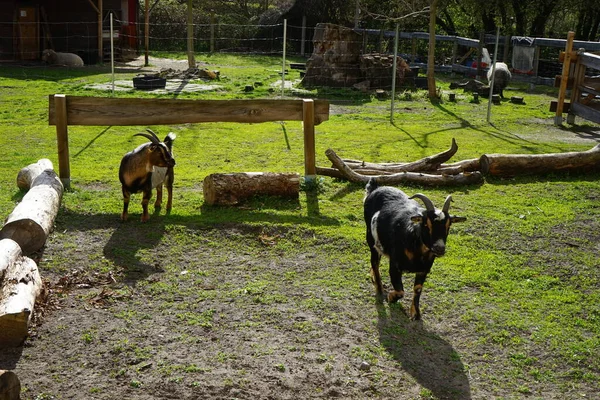 Chèvres Moutons Dans Basse Cour Dans Une Aire Jeux Nature — Photo
