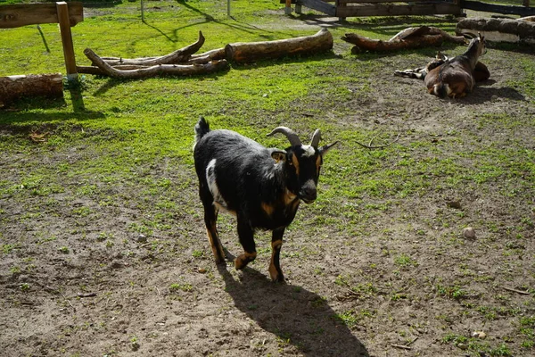 Chèvres Dans Basse Cour Dans Une Aire Jeux Pour Nature — Photo
